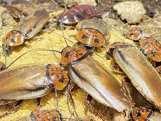 Orange Head Roaches