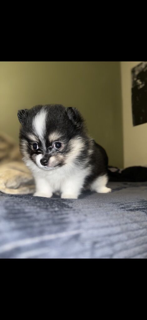Purebred Pomeranian Puppies