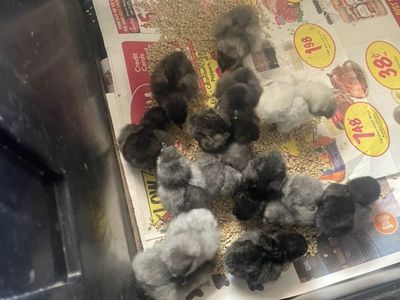 Chickens