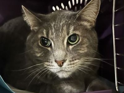 Hello my name is Silver