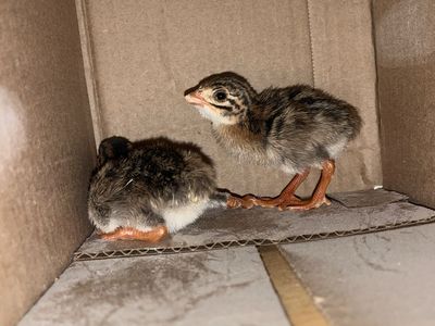 Guinea Keets