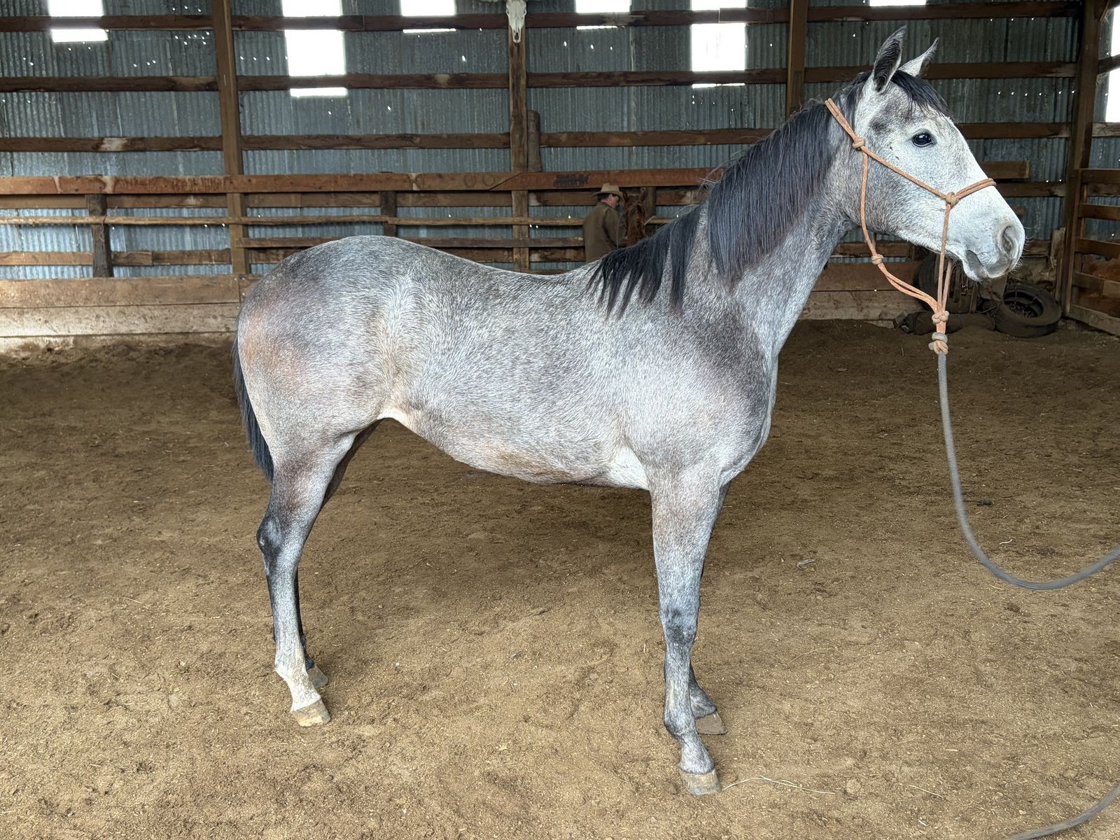 “Chasin Smoke N Fame” yearling filly