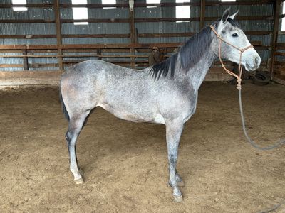 “Chasin Smoke N Fame” yearling filly