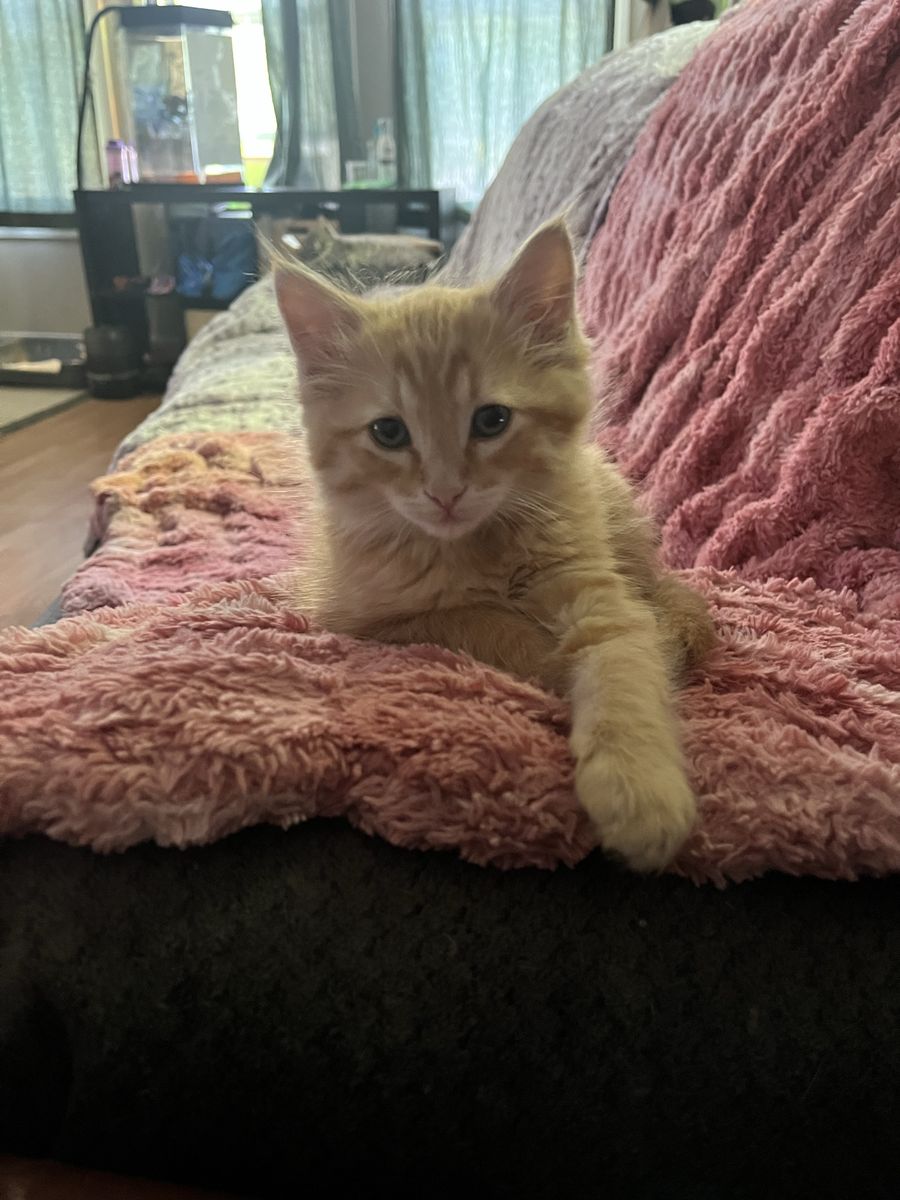 Considered Hypoallergenic Russian blue mix kittens