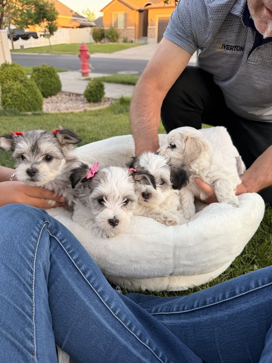 Maltipoo