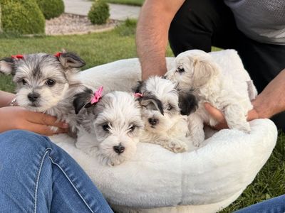 Maltipoo