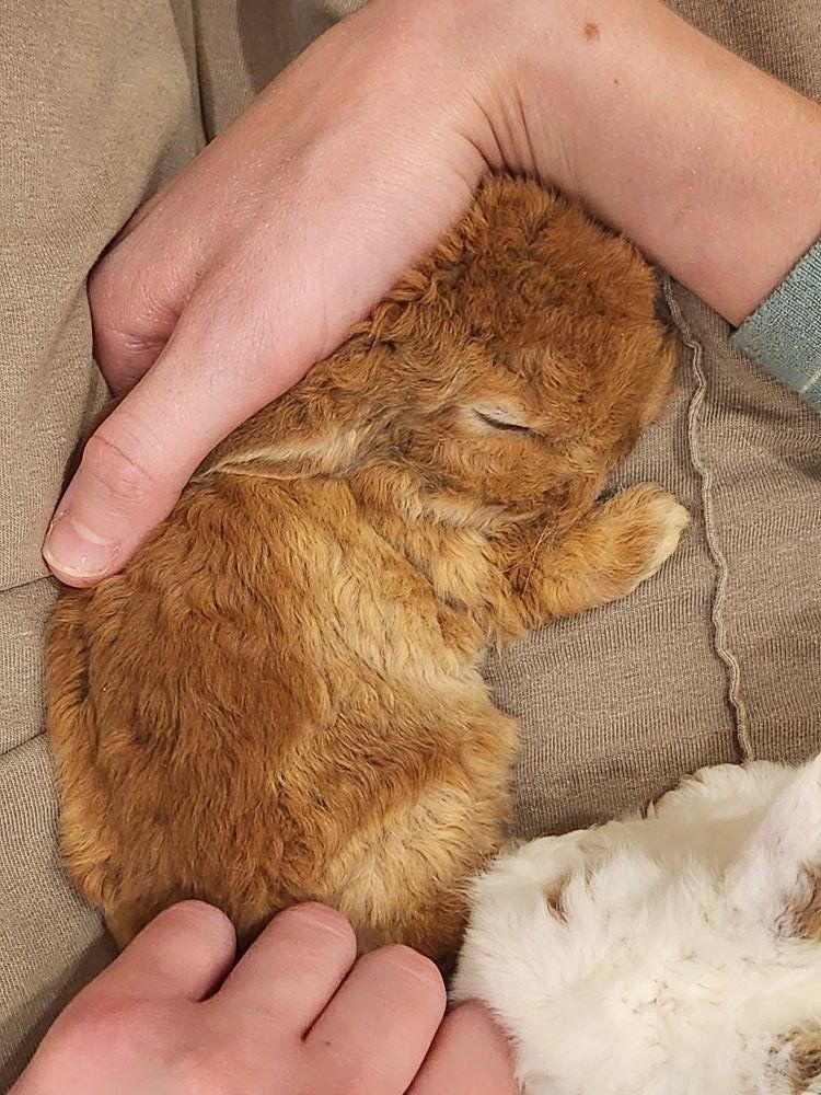 Cute cuddly baby bunny