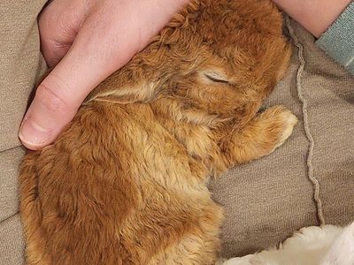 Cute cuddly baby bunny