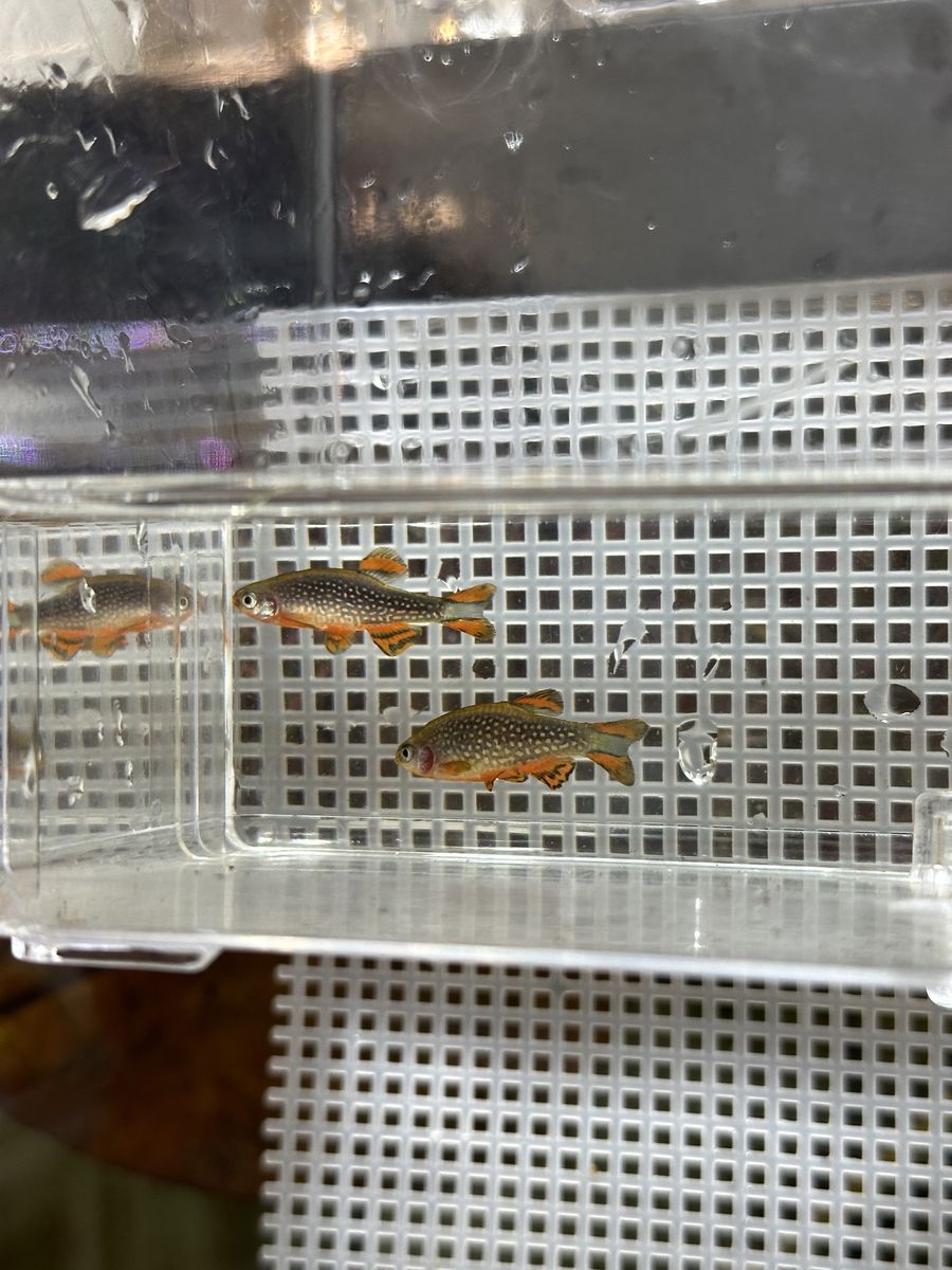 Celestial Pearl Danios breeding ground and juvenile (free plant)