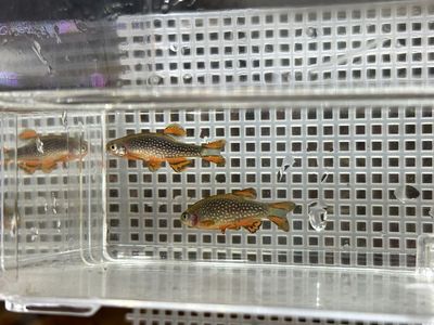 Celestial Pearl Danios breeding ground and juvenile (free plant)