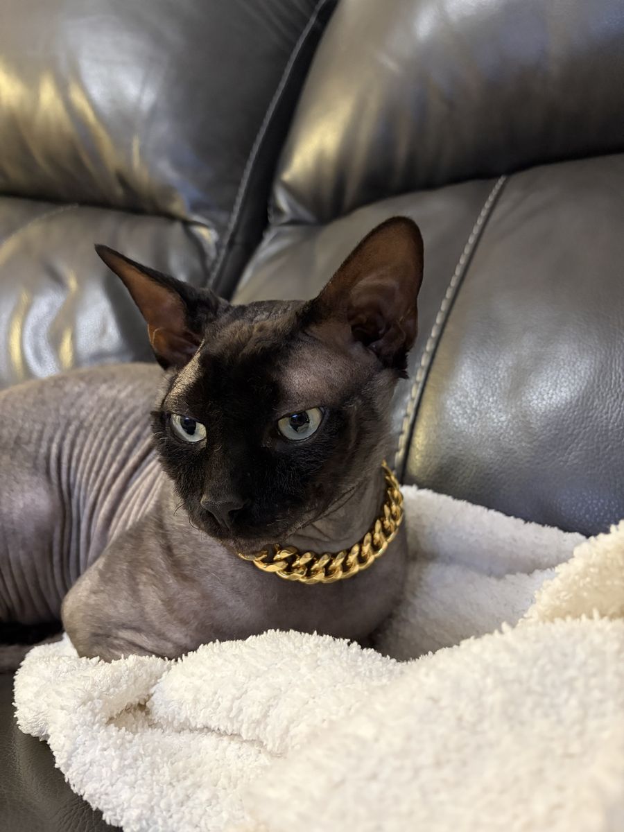 Sphynx stud
