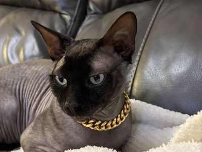 Sphynx stud