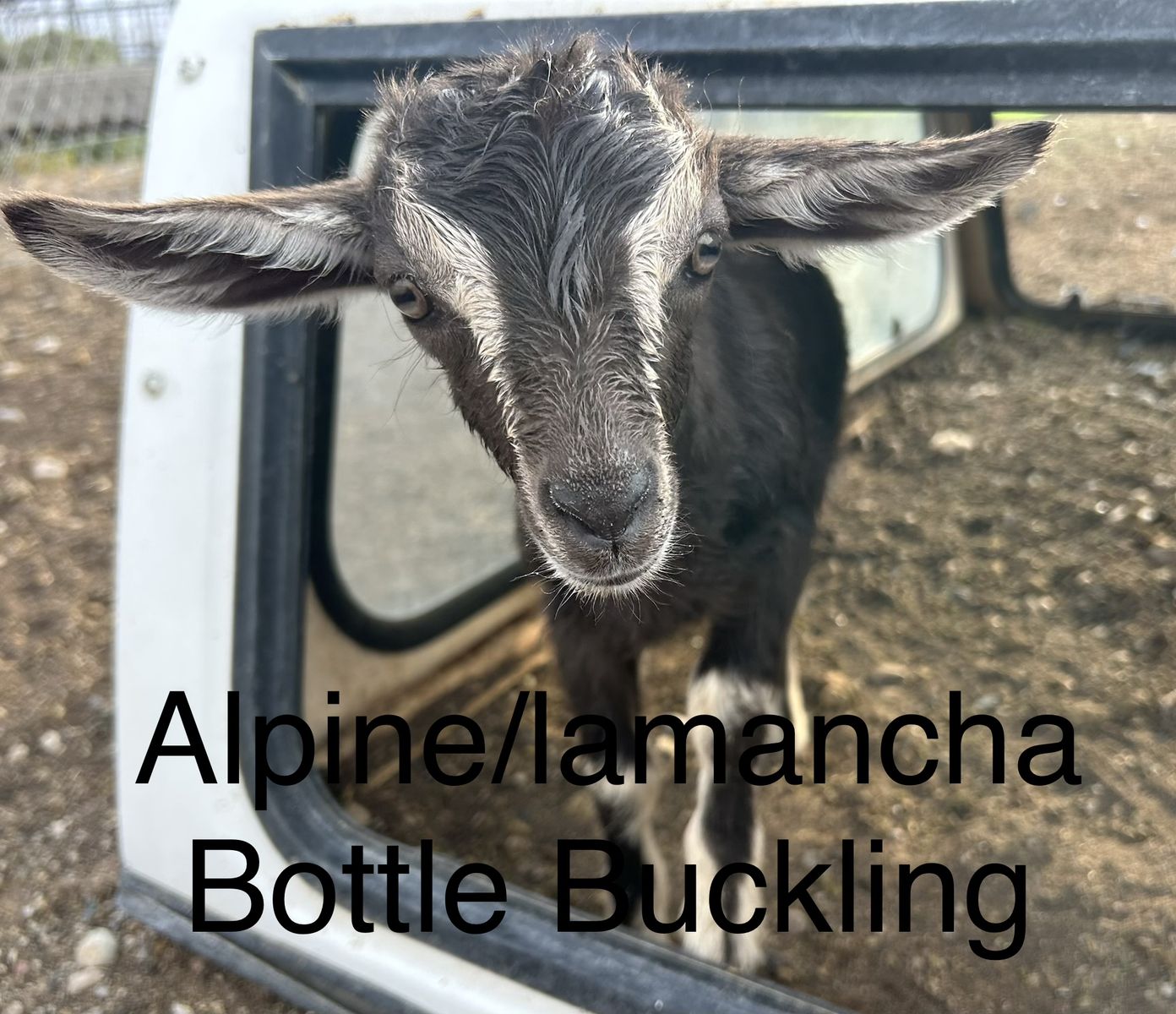 Alpine/lamancha goats