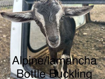 Alpine/lamancha goats