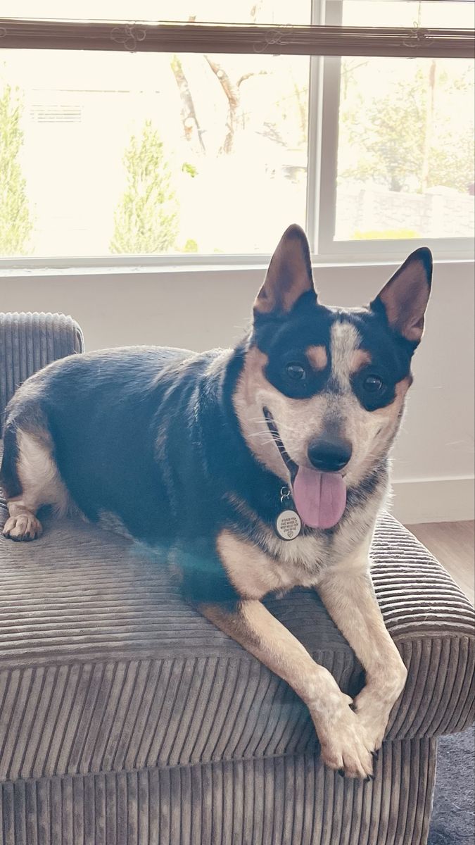Re-Homing Dog 