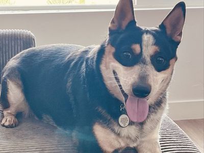 Re-Homing Dog