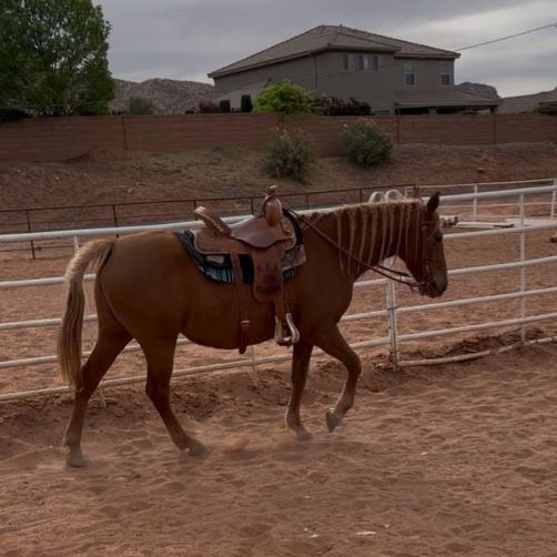 OBO 15 year old Misouri Fox Trotter Mare
