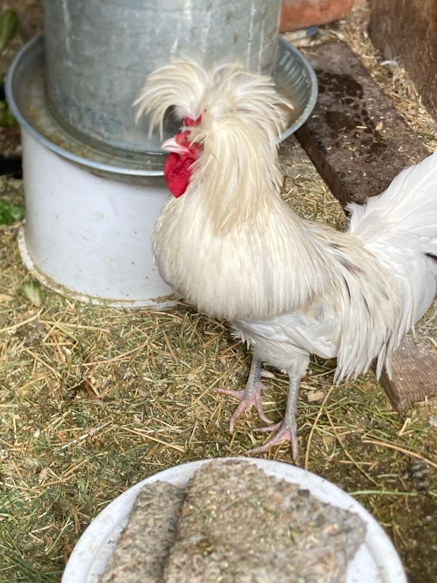 Free Rooster