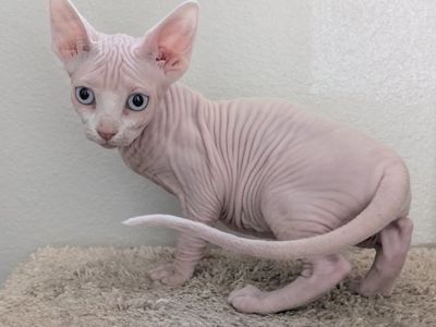 Pure Breed Female Sphynx Kittens