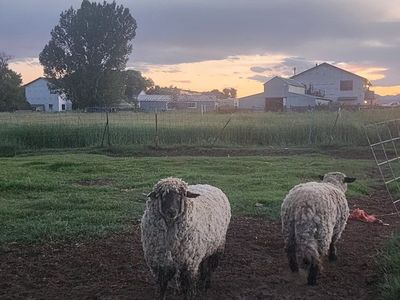 sheep