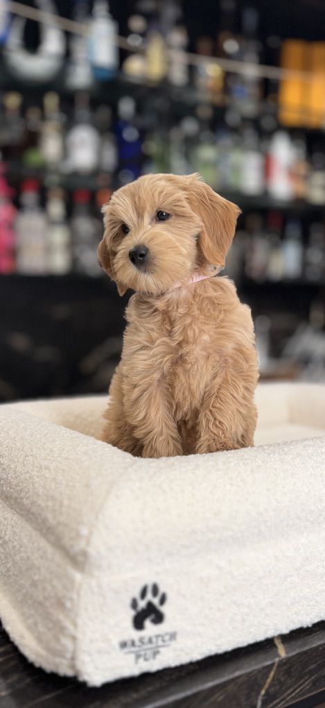 Wavy No Shedding Mini Goldendoodle Female