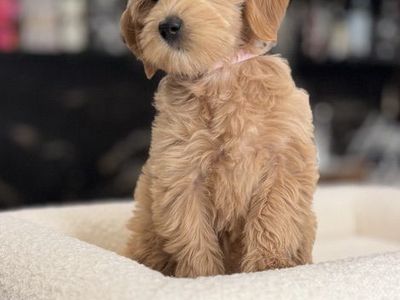 Wavy No Shedding Mini Goldendoodle Female