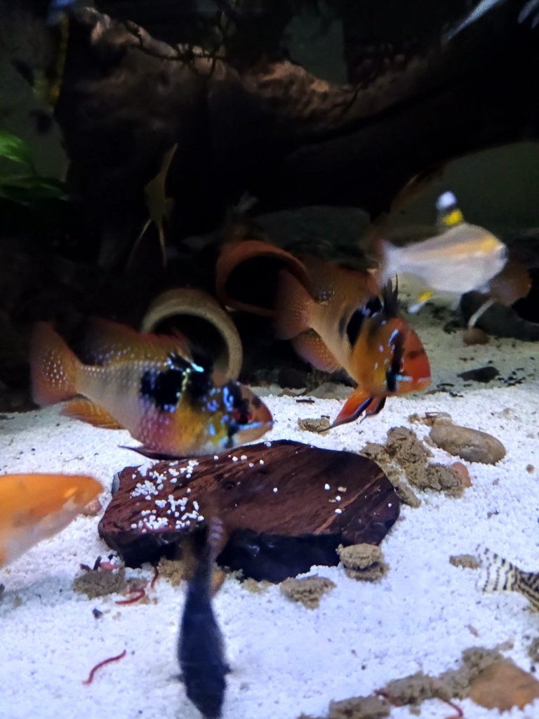 pair German blue rams