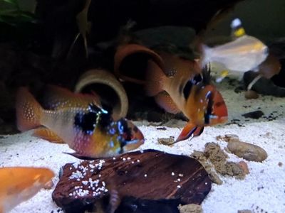 pair German blue rams