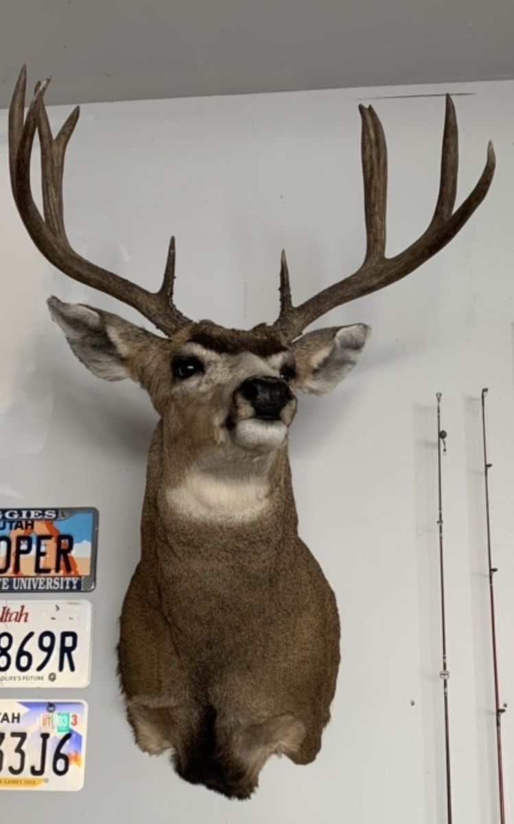 Mule Deer mount, Bookcliffs