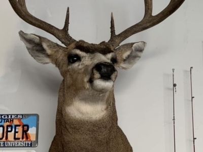 Mule Deer mount, Bookcliffs