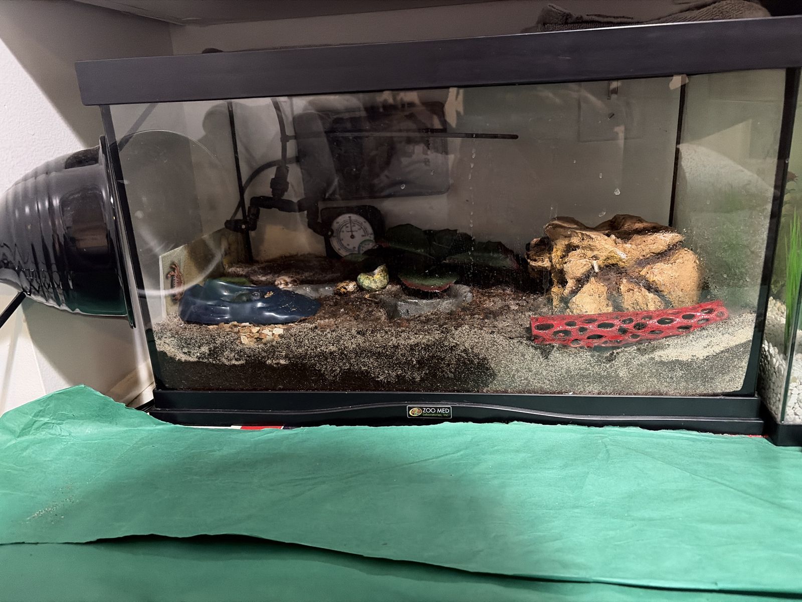 10 gallon tank with 2 hermit crabs 2 heating pads 2 bowls 2 climbing material 1 thermometer 1 leaf cover many shells and food