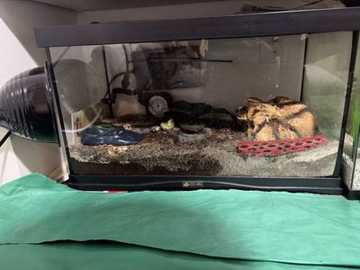 10 gallon tank with 2 hermit crabs 2 heating pads 2 bowls 2 climbing material 1 thermometer 1 leaf cover many shells and food