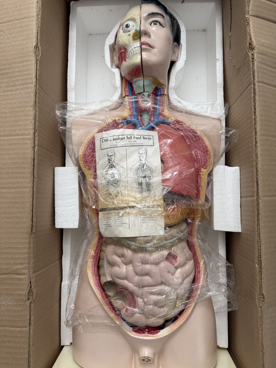 Medical Anatomy Teaching Models & Classroom Displays – Individual or Complete Collection