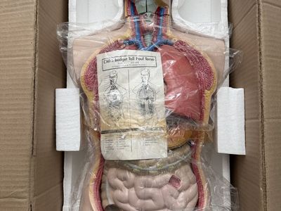 Medical Anatomy Teaching Models & Classroom Displays – Individual or Complete Collection