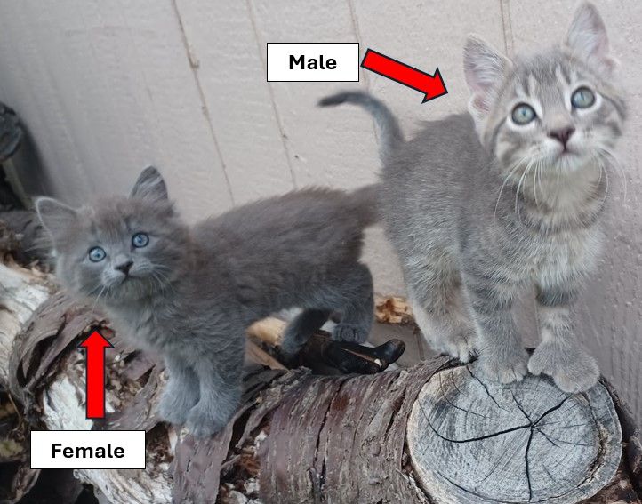 KITTENS for Sale!