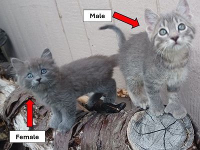 KITTENS for Sale!