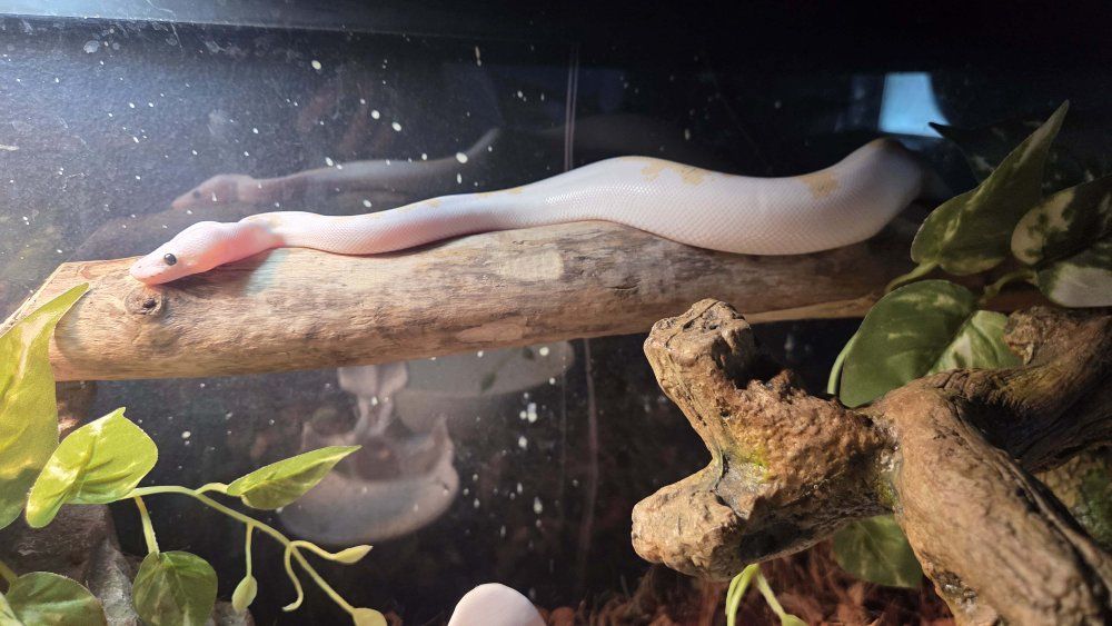 Super Fire Ball Python, Male Juvenile 