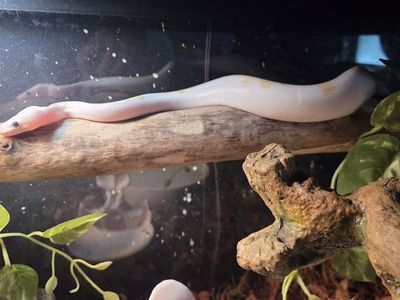 Super Fire Ball Python, Male Juvenile