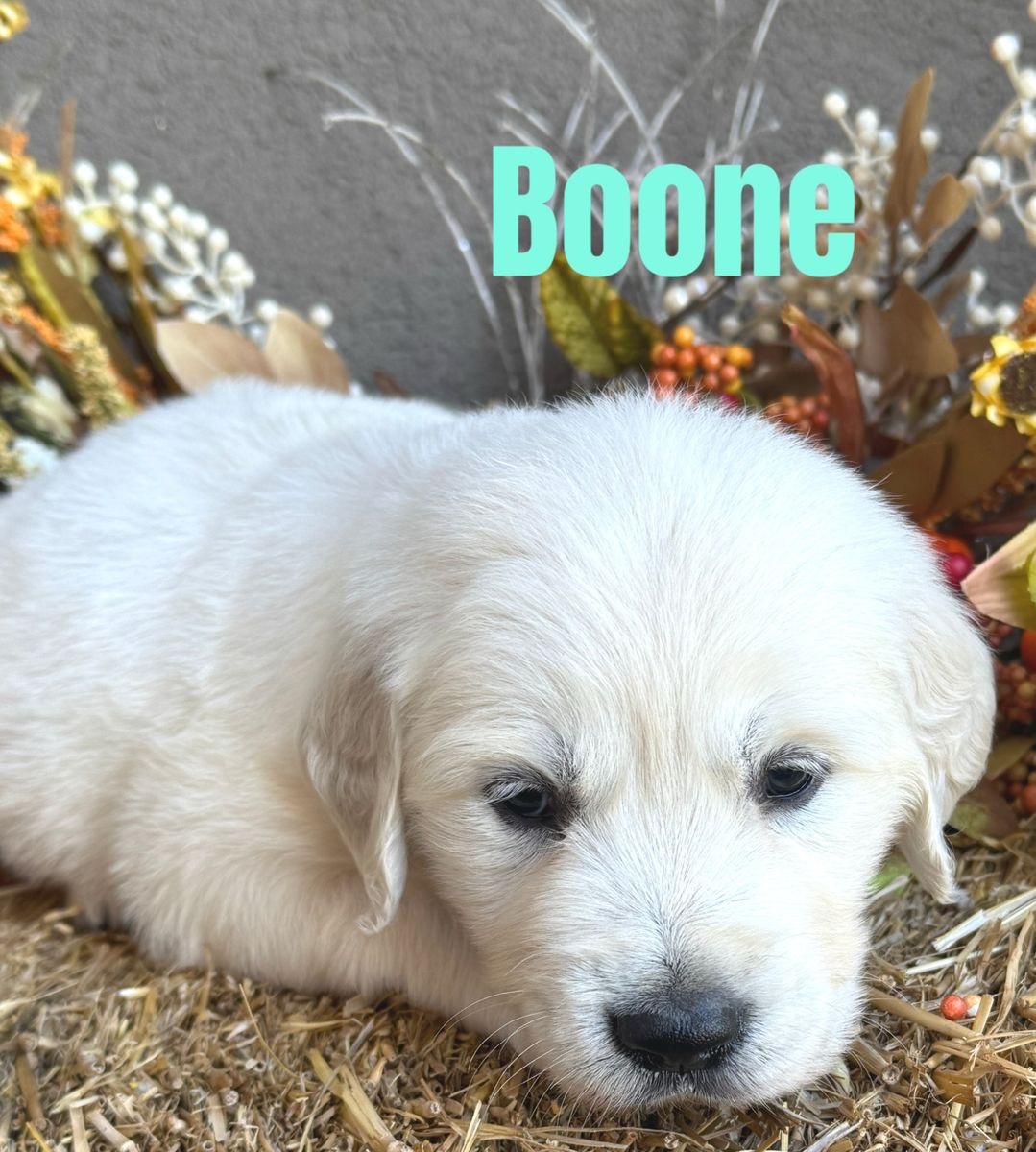 AKC Golden Retrievers,  English Cream, litter on the way