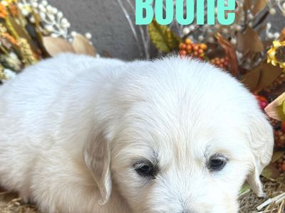 AKC Golden Retrievers, English Cream, litter on the way