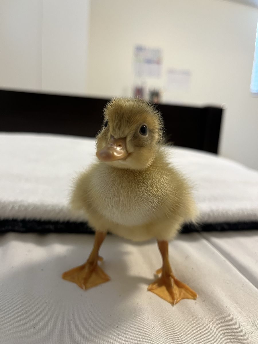 One single duckling abandoned by its mother looking for new home $5