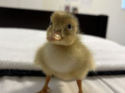 One single duckling abandoned by its mother looking for new home $5