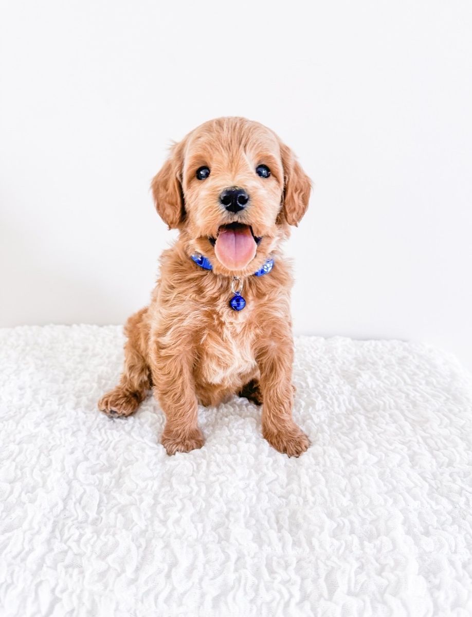 Professionally Raised M/F Teddy Bear Mini Goldendoodle Puppies Golden Doodle