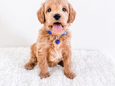 Professionally Raised M/F Teddy Bear Mini Goldendoodle Puppies Golden Doodle