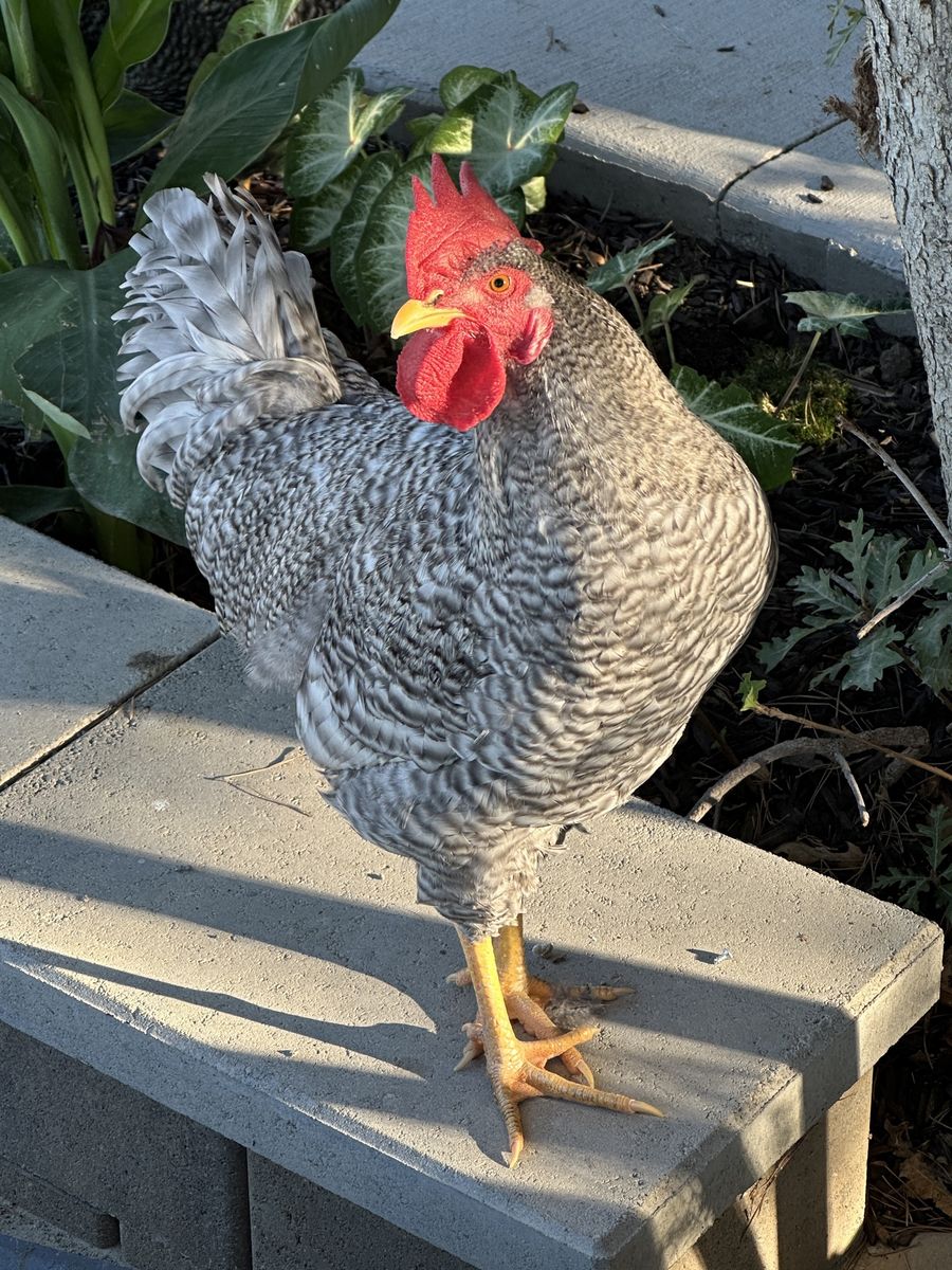 Live Rooster Poultry Farm Animal