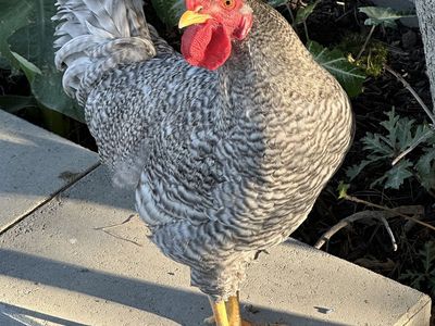 Live Rooster Poultry Farm Animal