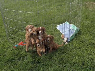 F1B Mini Abstract Goldendoodles, Tuxedo, Hypoaller