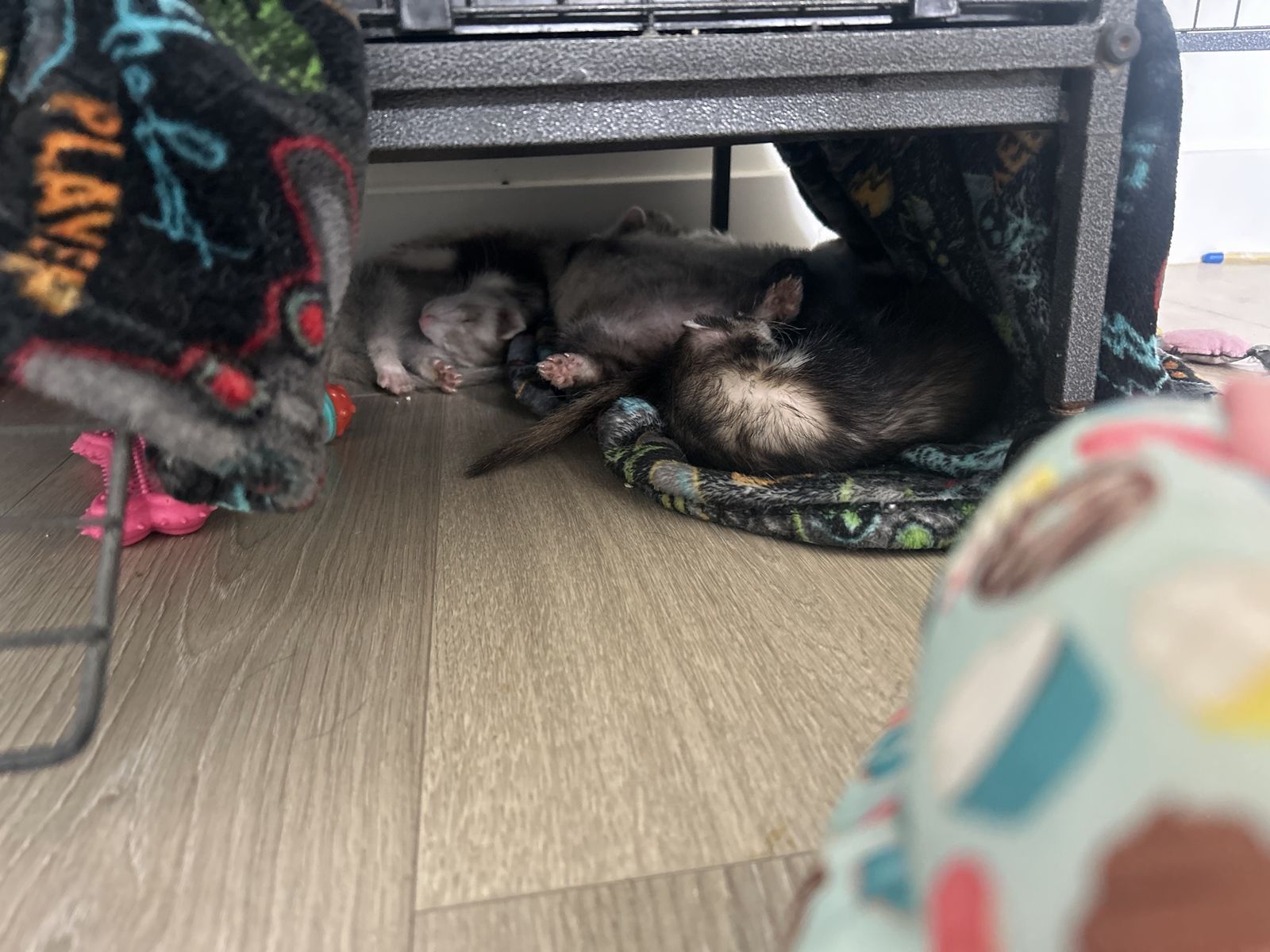 Adult ferrets