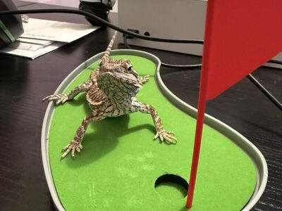 bearded dragon With Enclosure