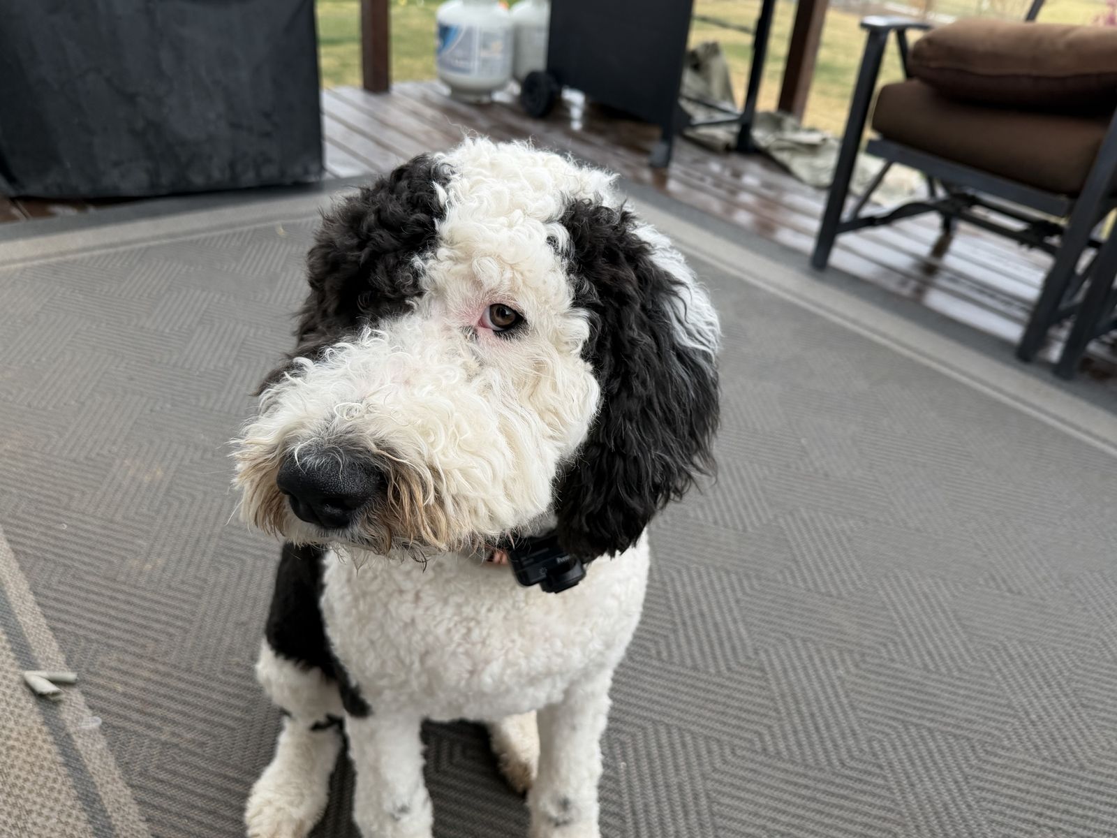 Bernadoodle Sheepadoodle